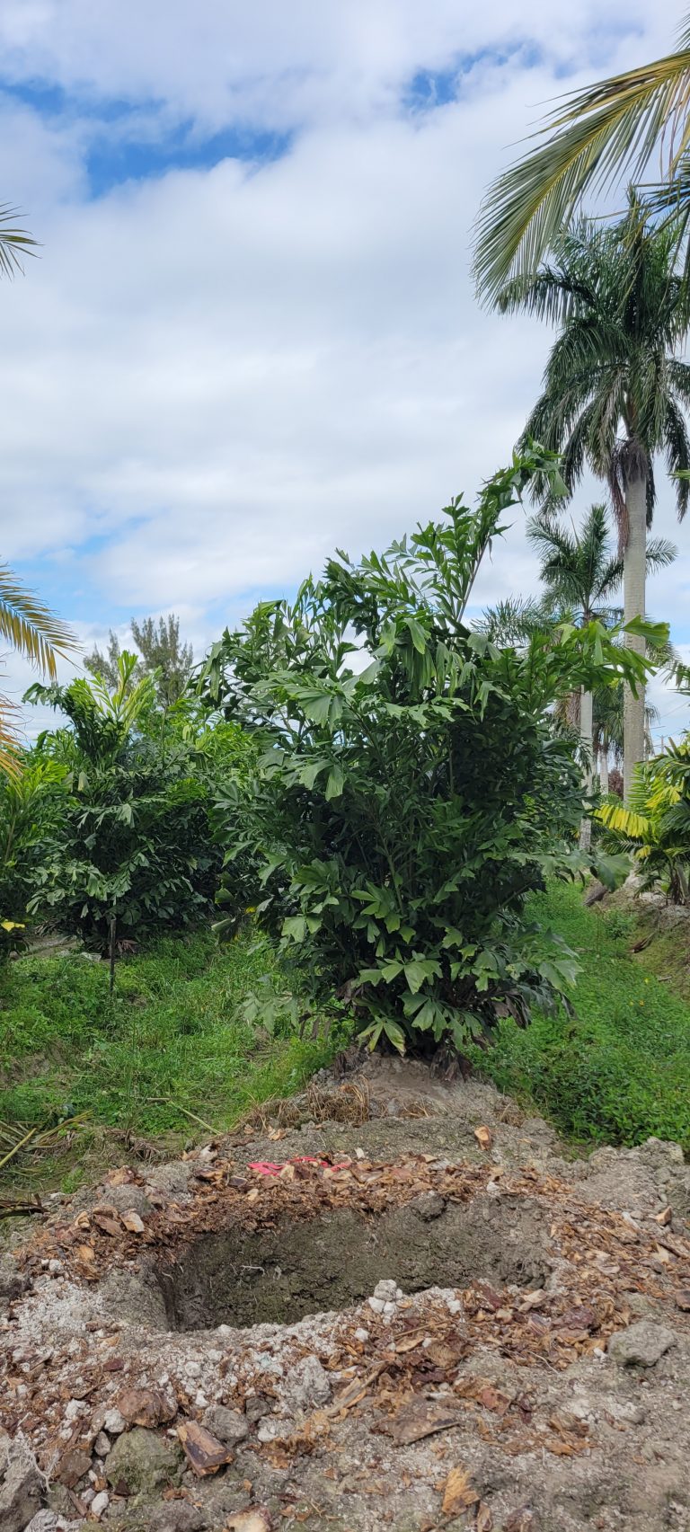 305 Farm South Wholesale Nursery Wholesale Nursery in Homestead Florida